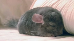 Як і скільки шиншили спати